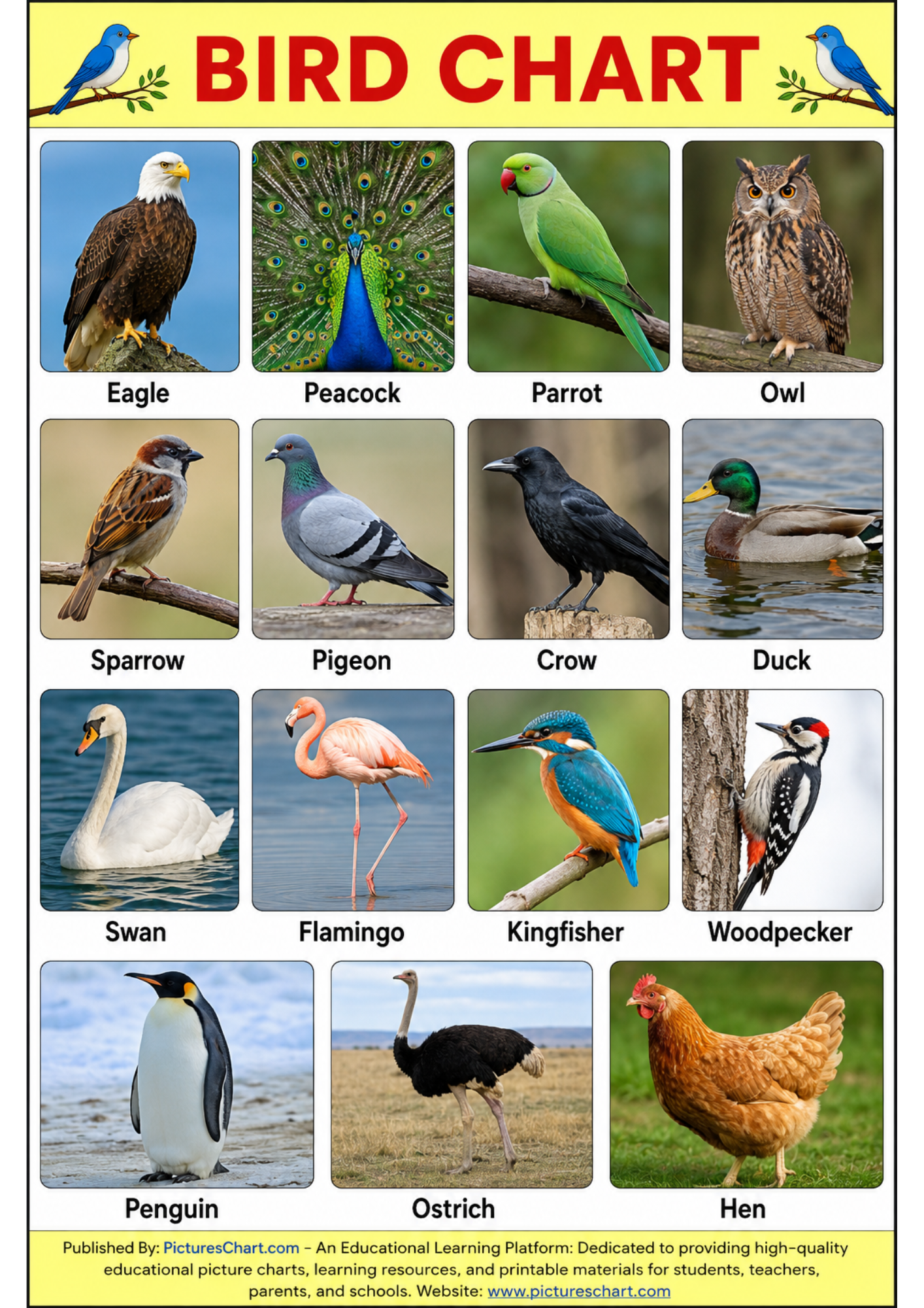 high quality Bird chart pictureschart.com