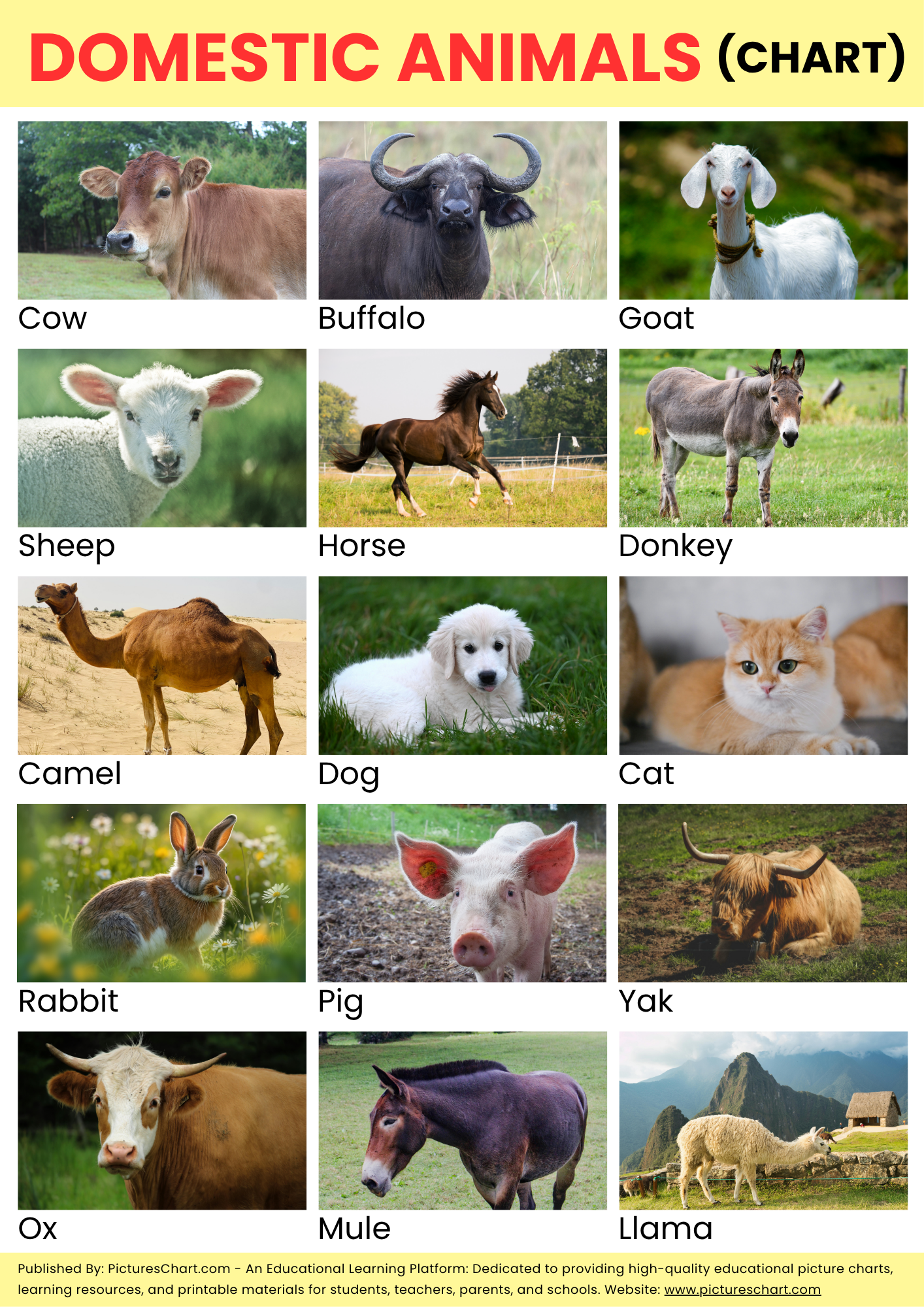 Domestic animal pitchers chart