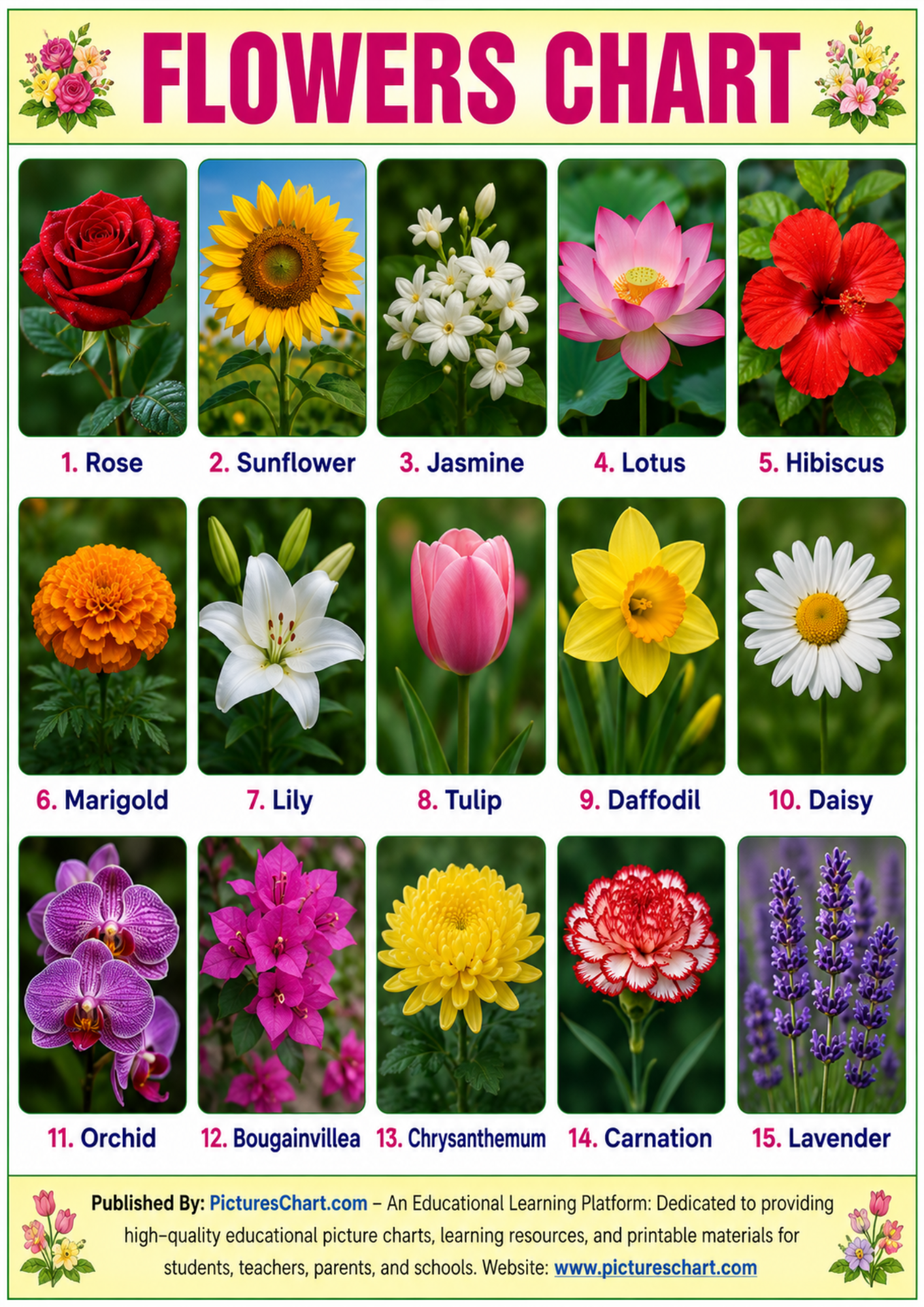 Learn Beautiful Flower Names with Pictures