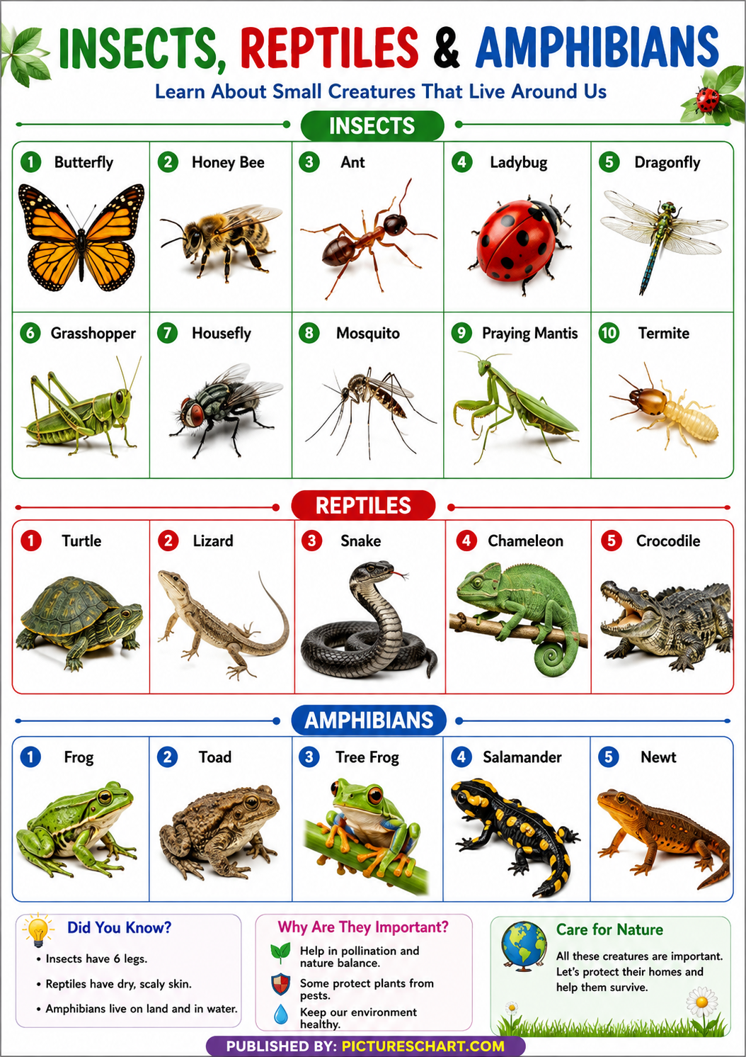 Amphibians-pictureschart